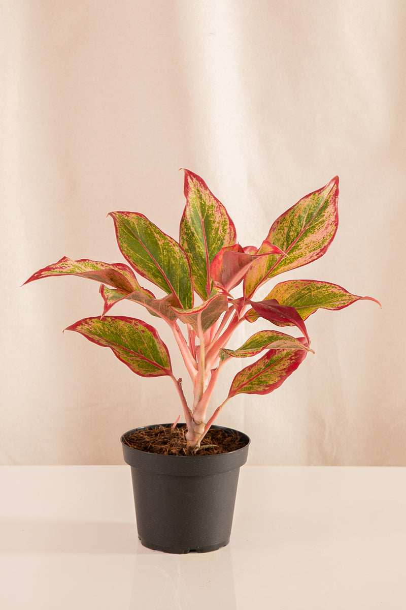 aglaonema roja Aglaonema Roja – Casa Flora Vivarium