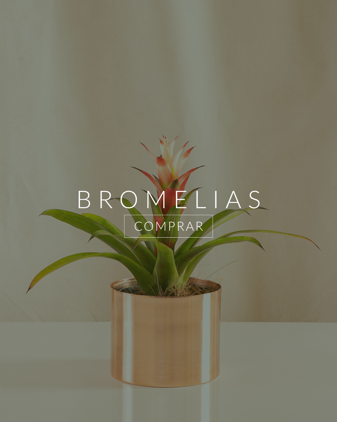 Bromelias