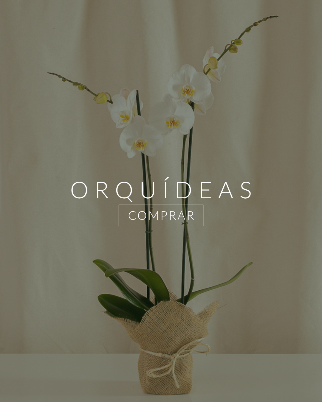 Orquídeas