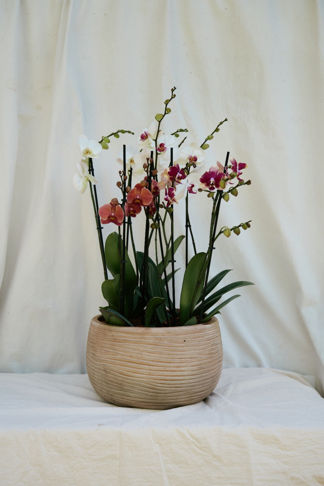 Matera Concrebarro Honda Baja Grande con 4 Orquídeas Phalaenopsis