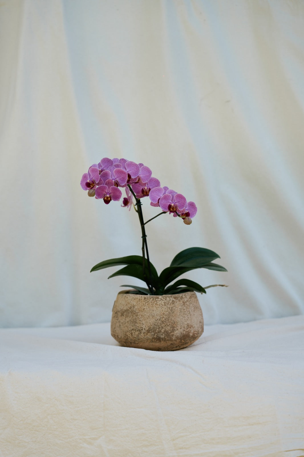 Matero Concrebarro Mojave Pequeño con Orquídea Multiflora