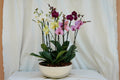 Matero Fibra de Arena Grande con 4 Orquídeas Phalaenopsis