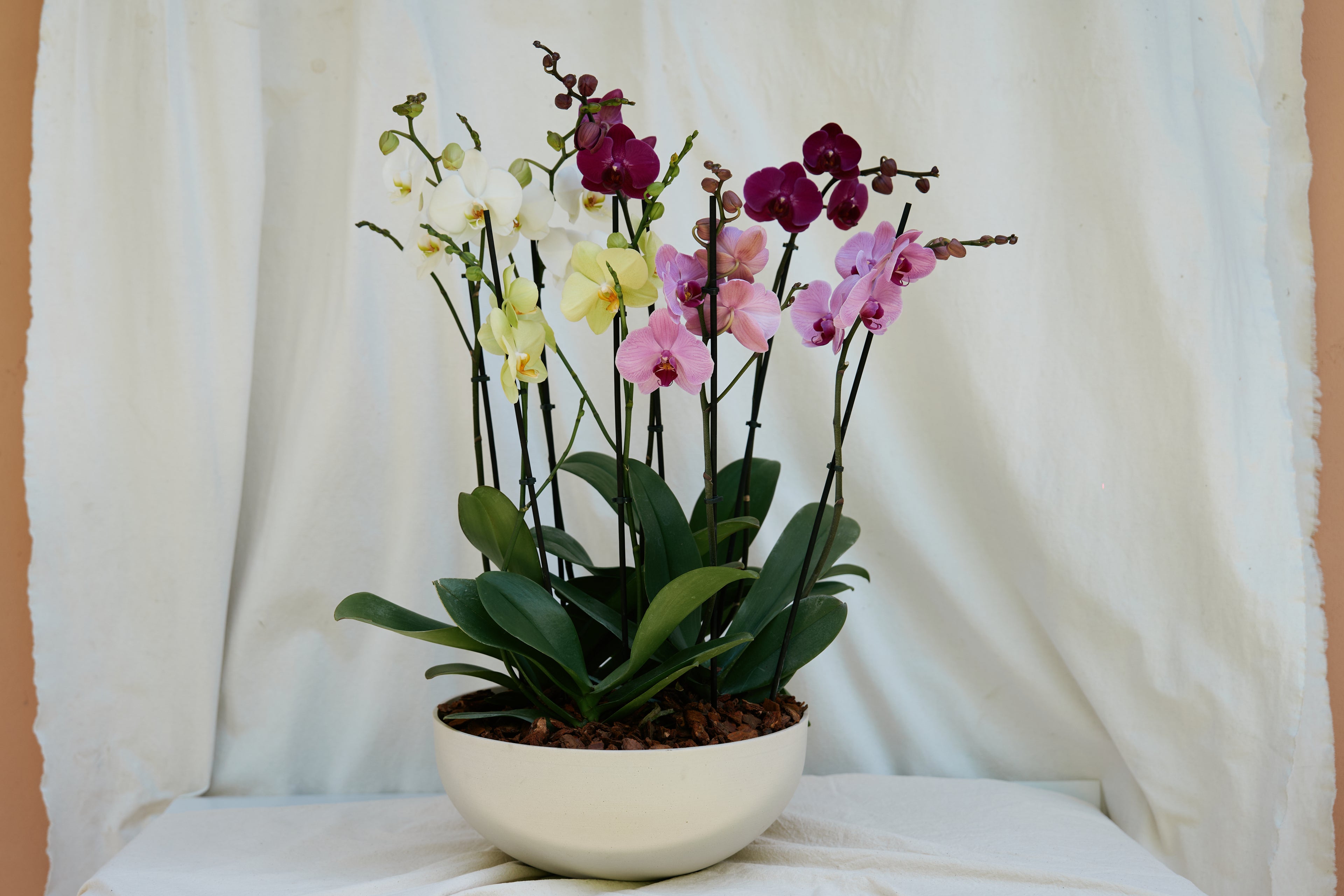 Matero Fibra de Arena Grande con 4 Orquídeas Phalaenopsis