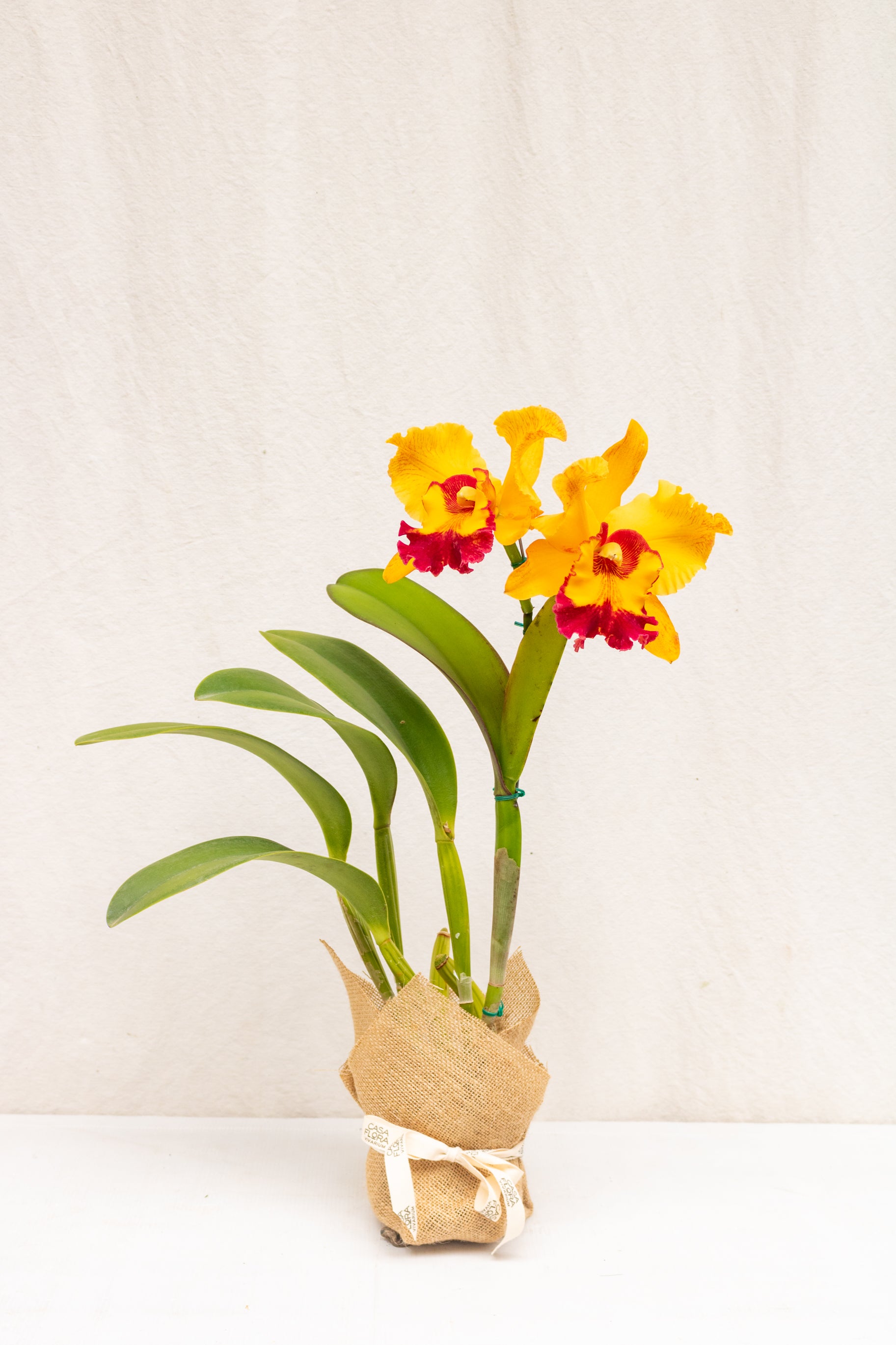 Orquídea Cattleya BLC Chunyeah