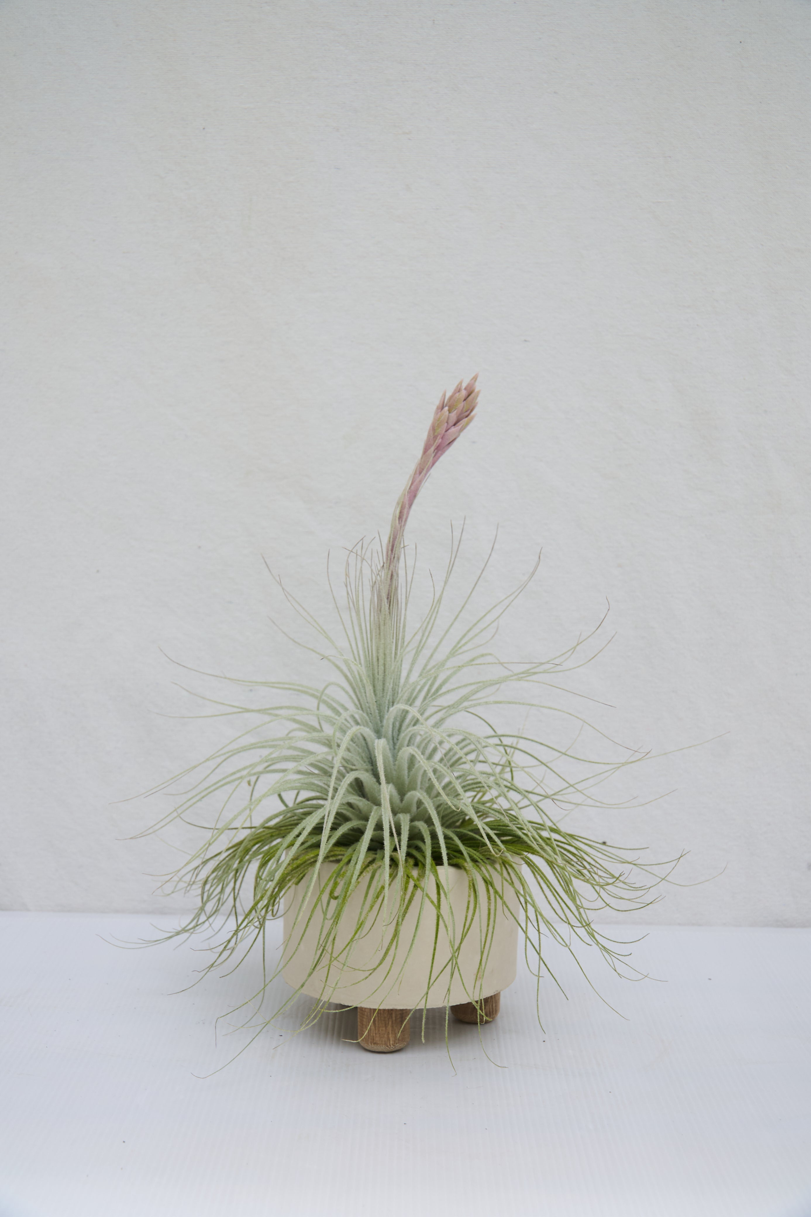 Tillandsia Tectorum Matera de Concreto con Patas de Madera