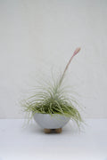 Tillandsia Tectorum Matera de Concreto con Patas de Madera (Media Luna)