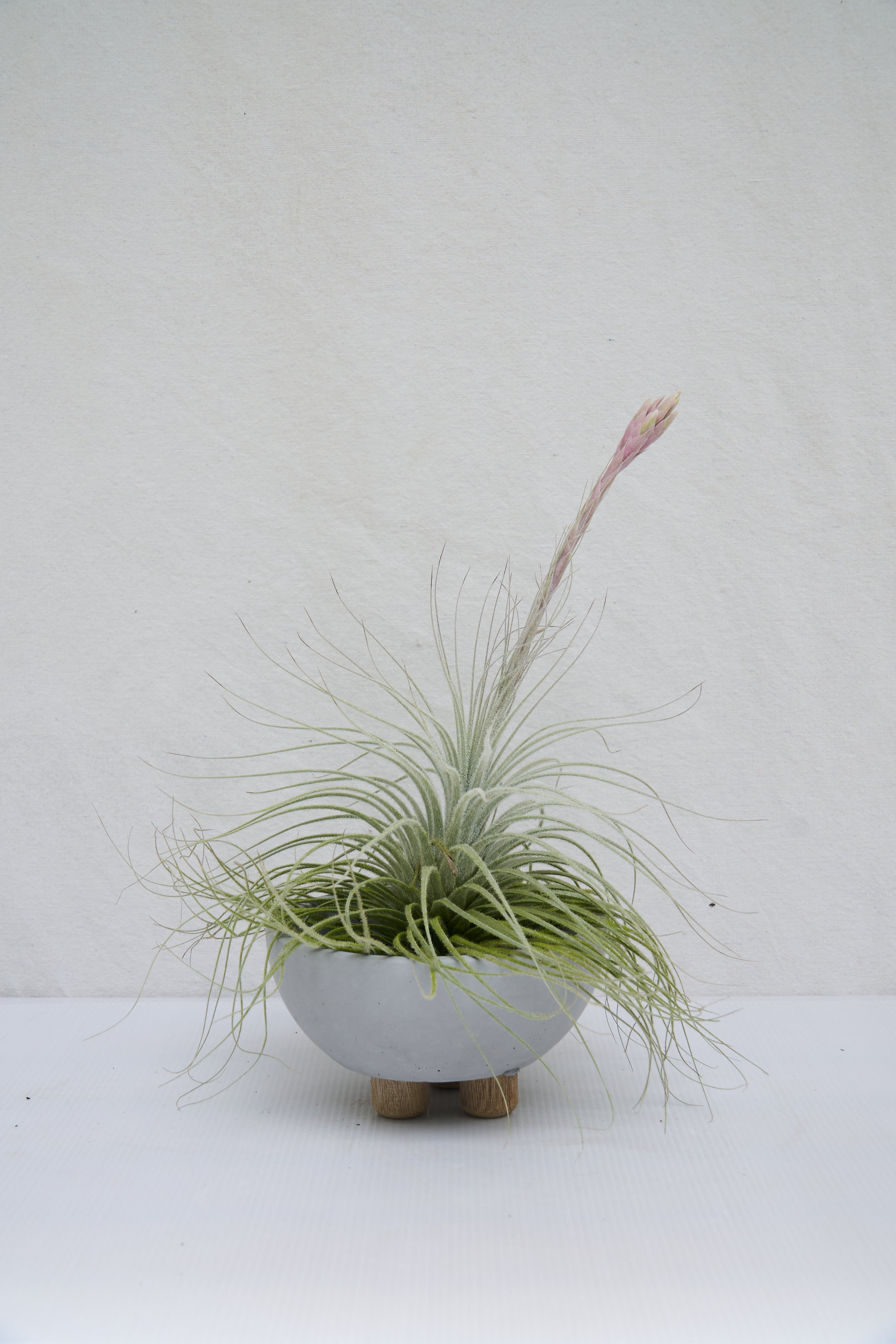 Tillandsia Tectorum Matera de Concreto con Patas de Madera (Media Luna)