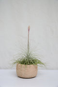 Tillandsia Tectorum Matera de Barro