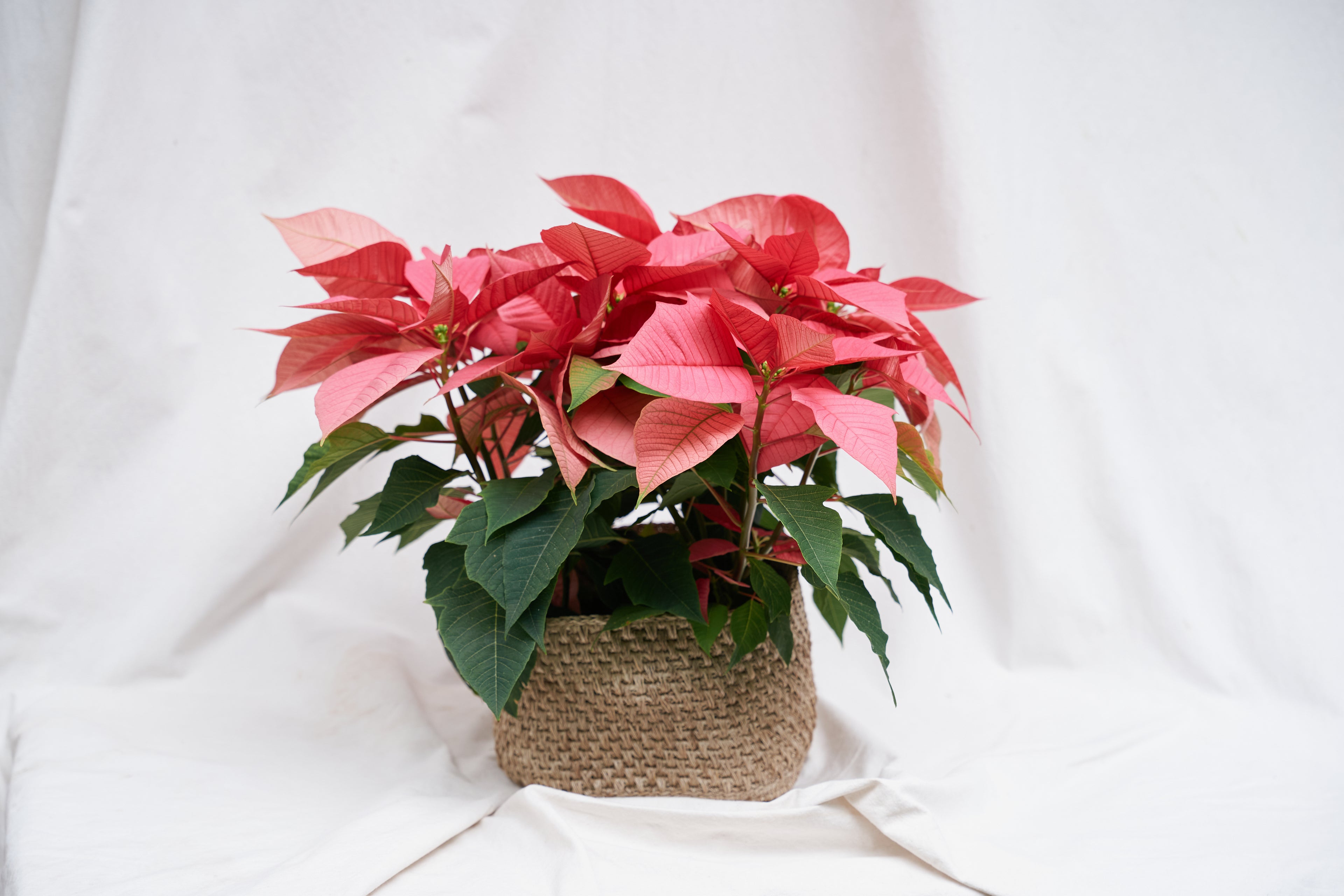Poinsettia Roja Amarilla