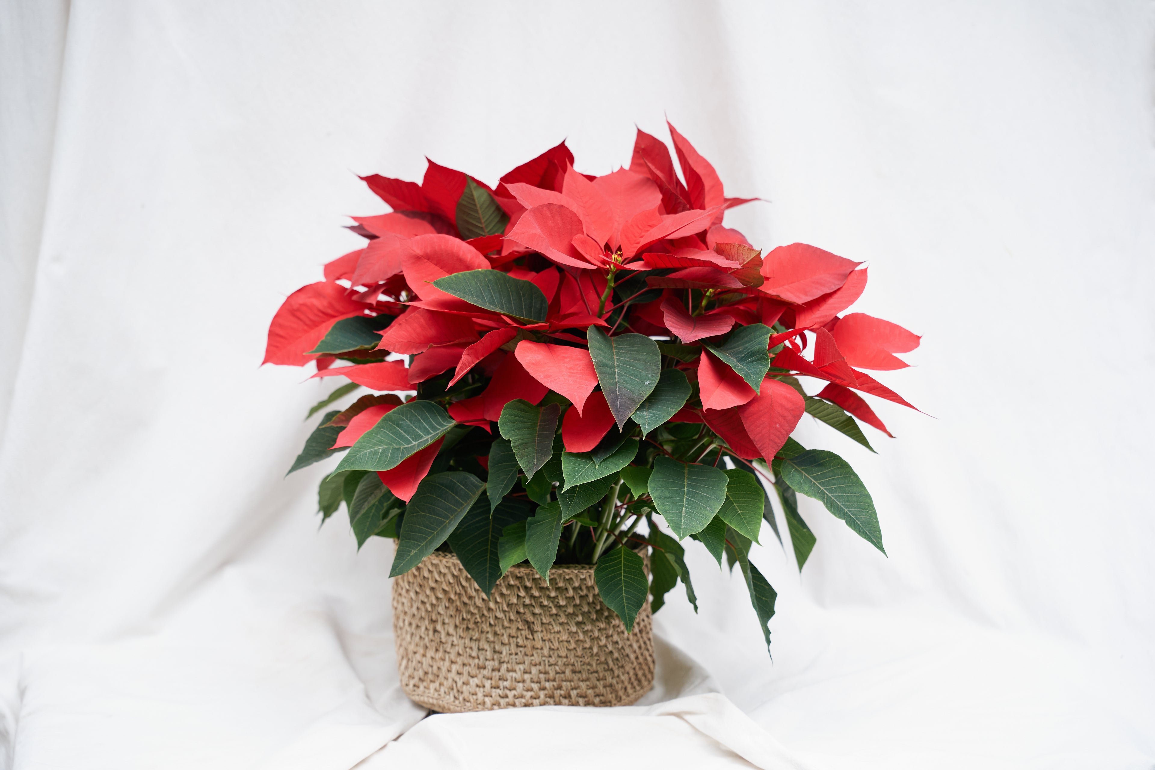 3 Poinsettias en Canasta de Fique
