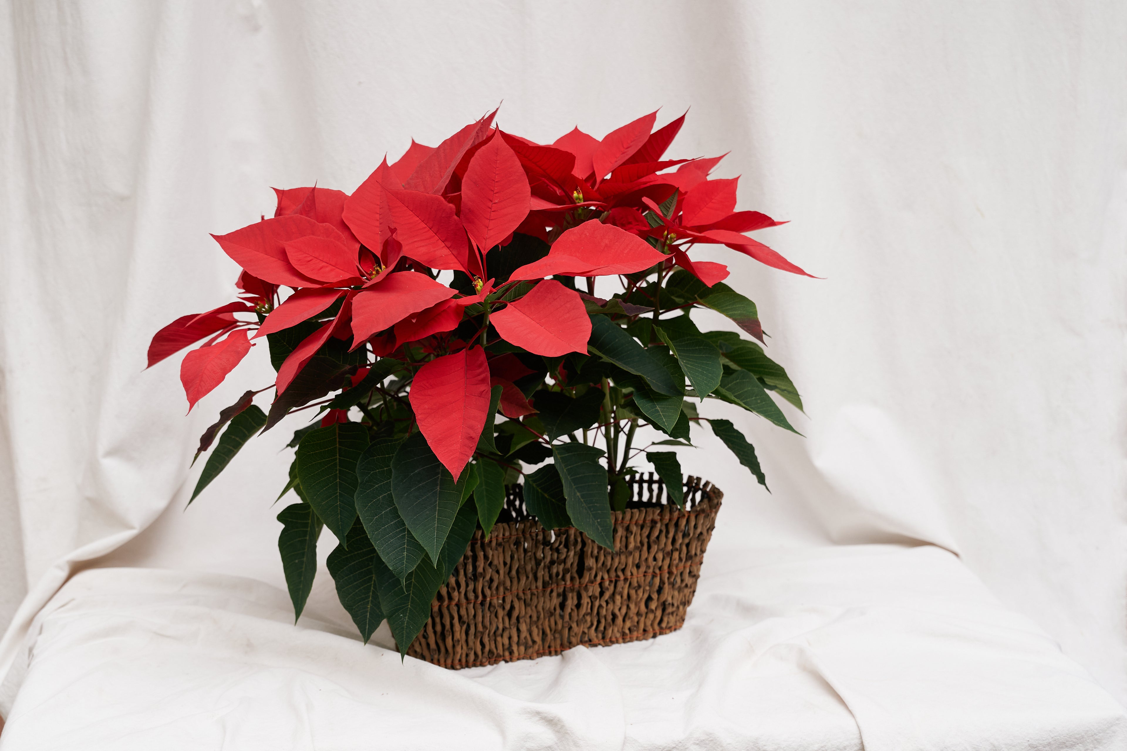 Dos poinsettias en jardinera de palma