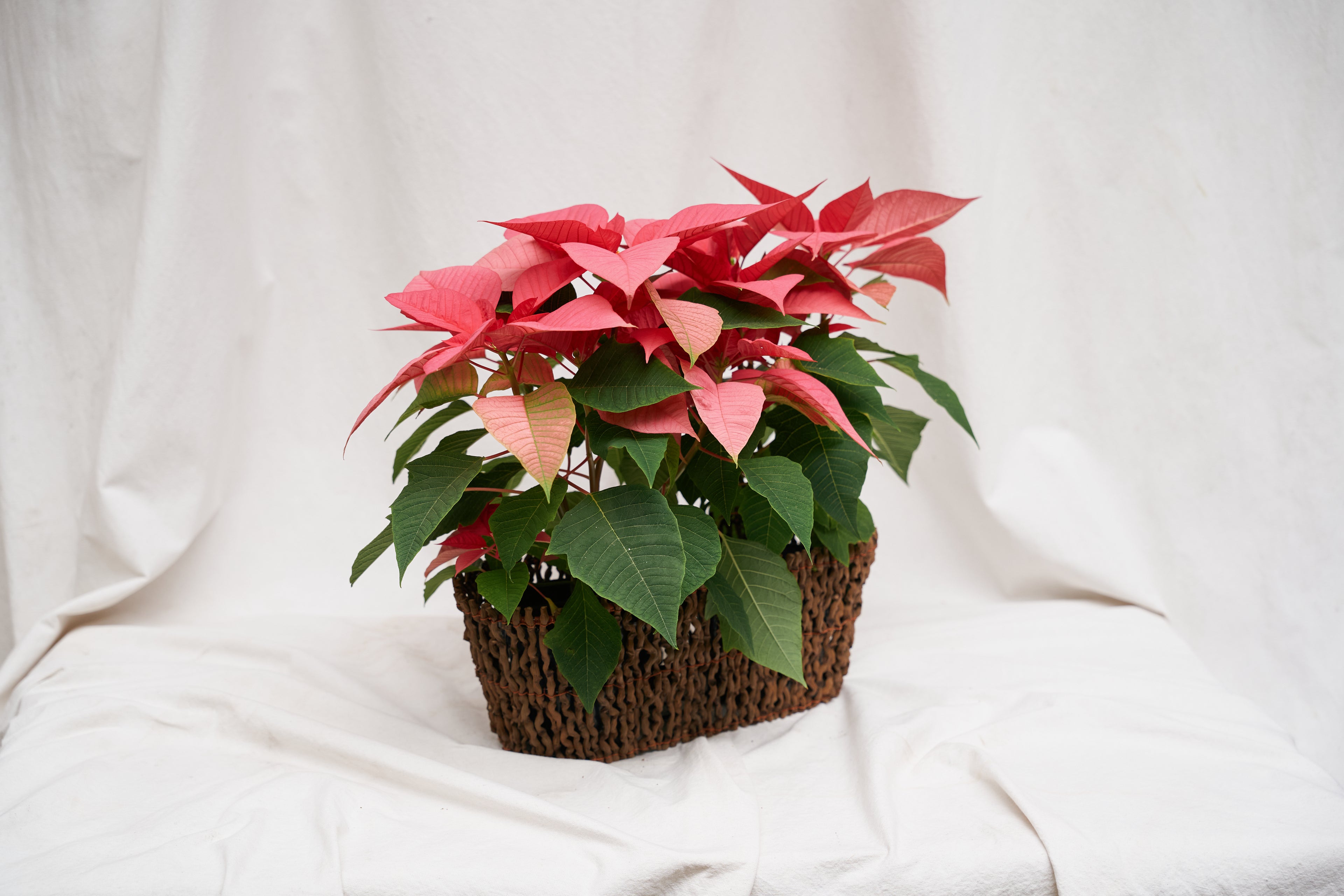 Dos poinsettias en jardinera de palma