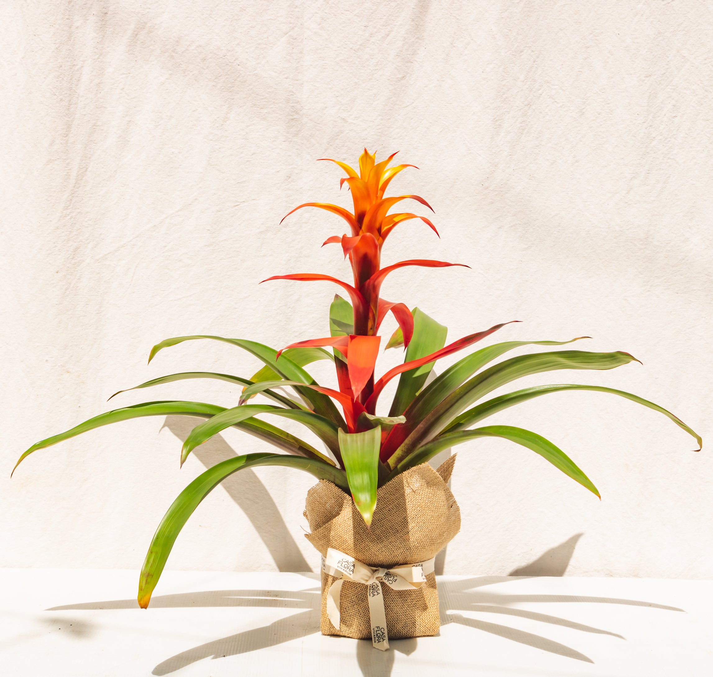 Guzmania Ostara