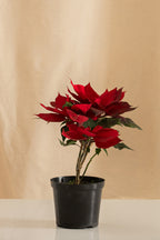 Poinsettia Grande