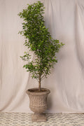 Calamondi