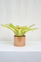 Matero Cobre Mate 5AM 14cms de Diámetro