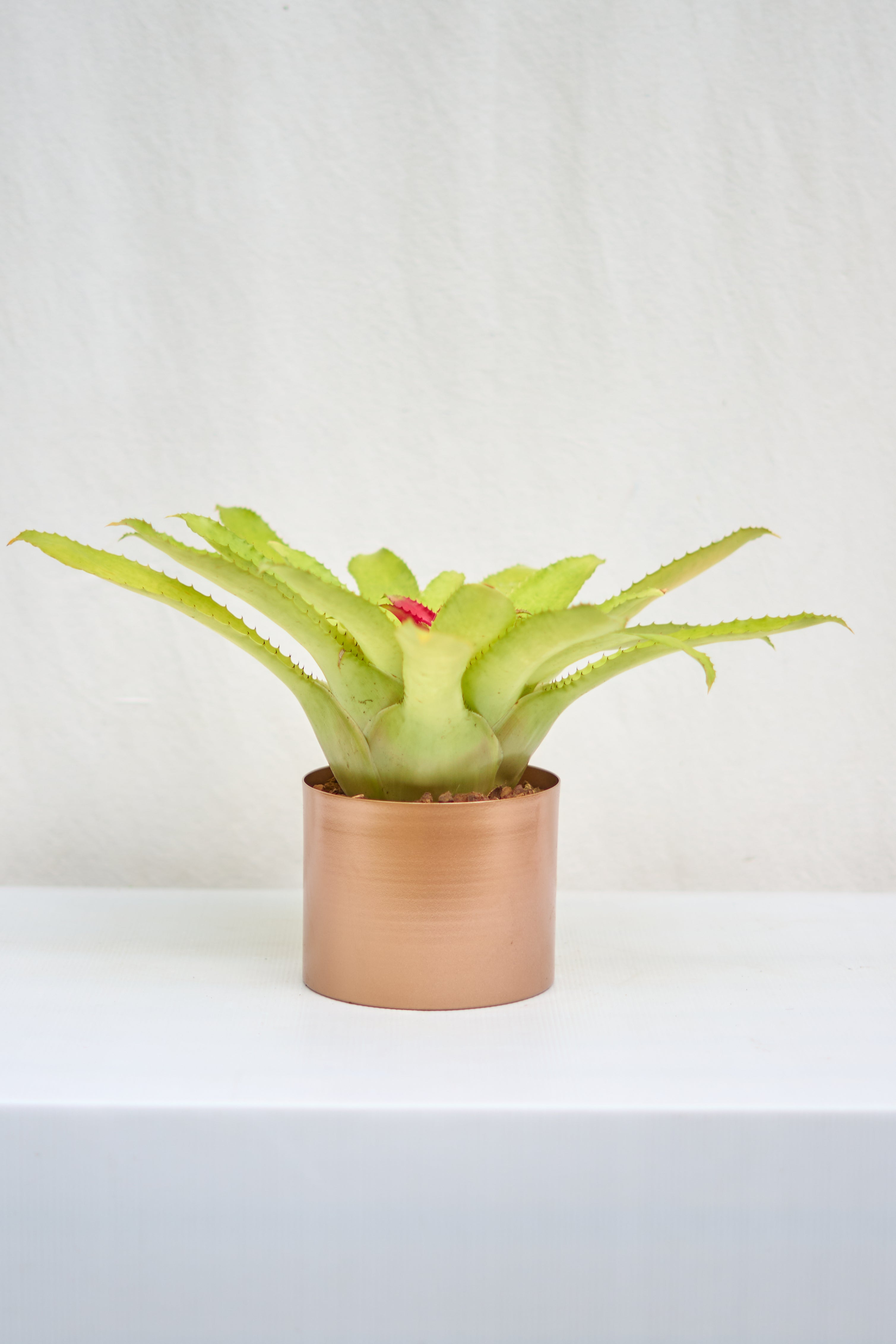 Matero Cobre Mate 5AM 14cms de Diámetro