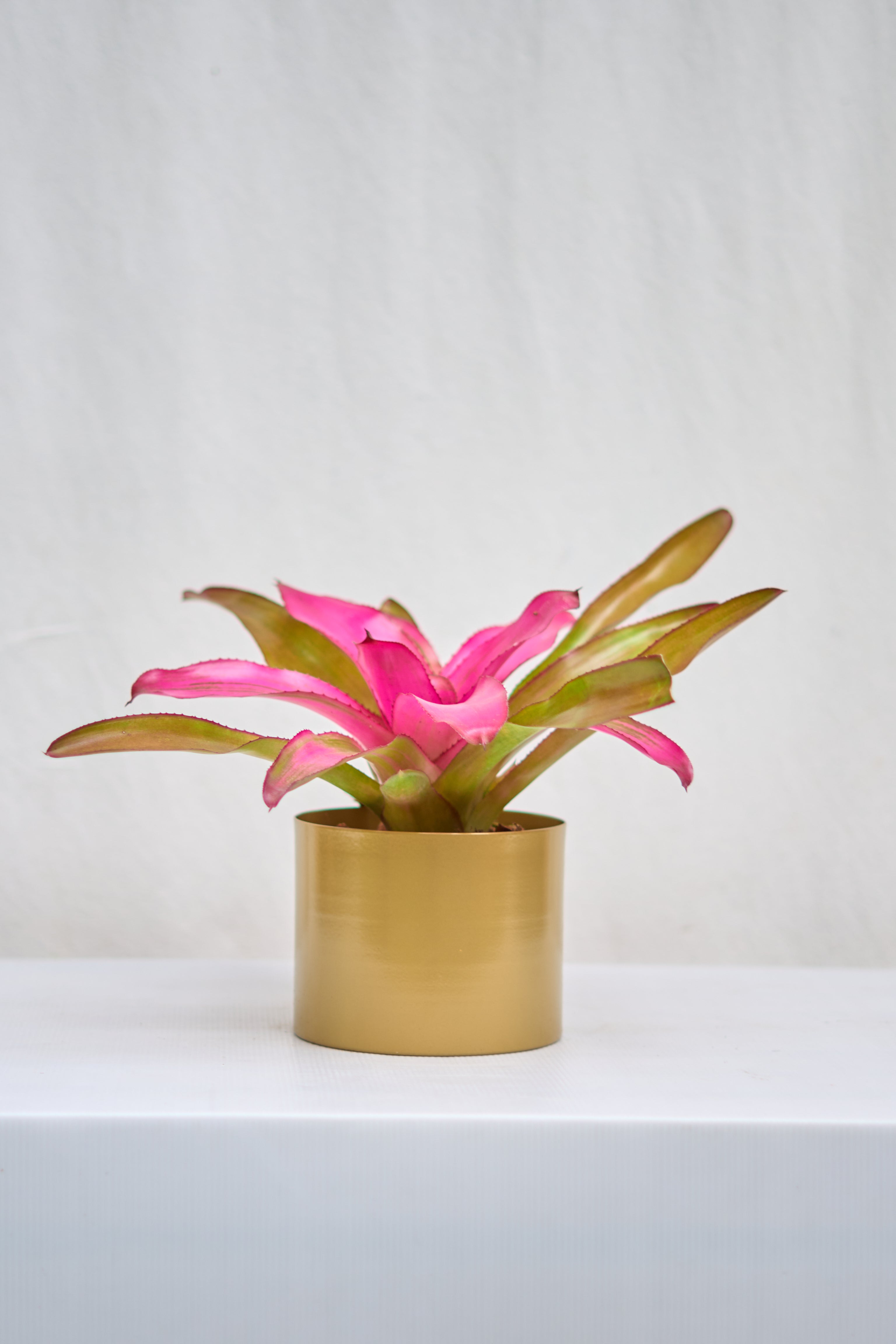 Matero Dorado Mate 5AM 14cms de Diámetro