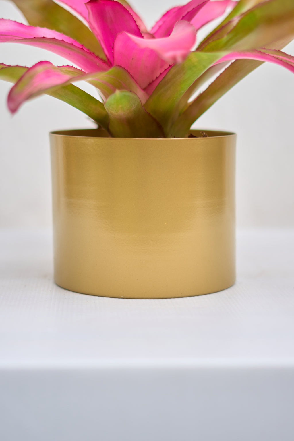 Matero Dorado Mate 5AM 14cms de Diámetro