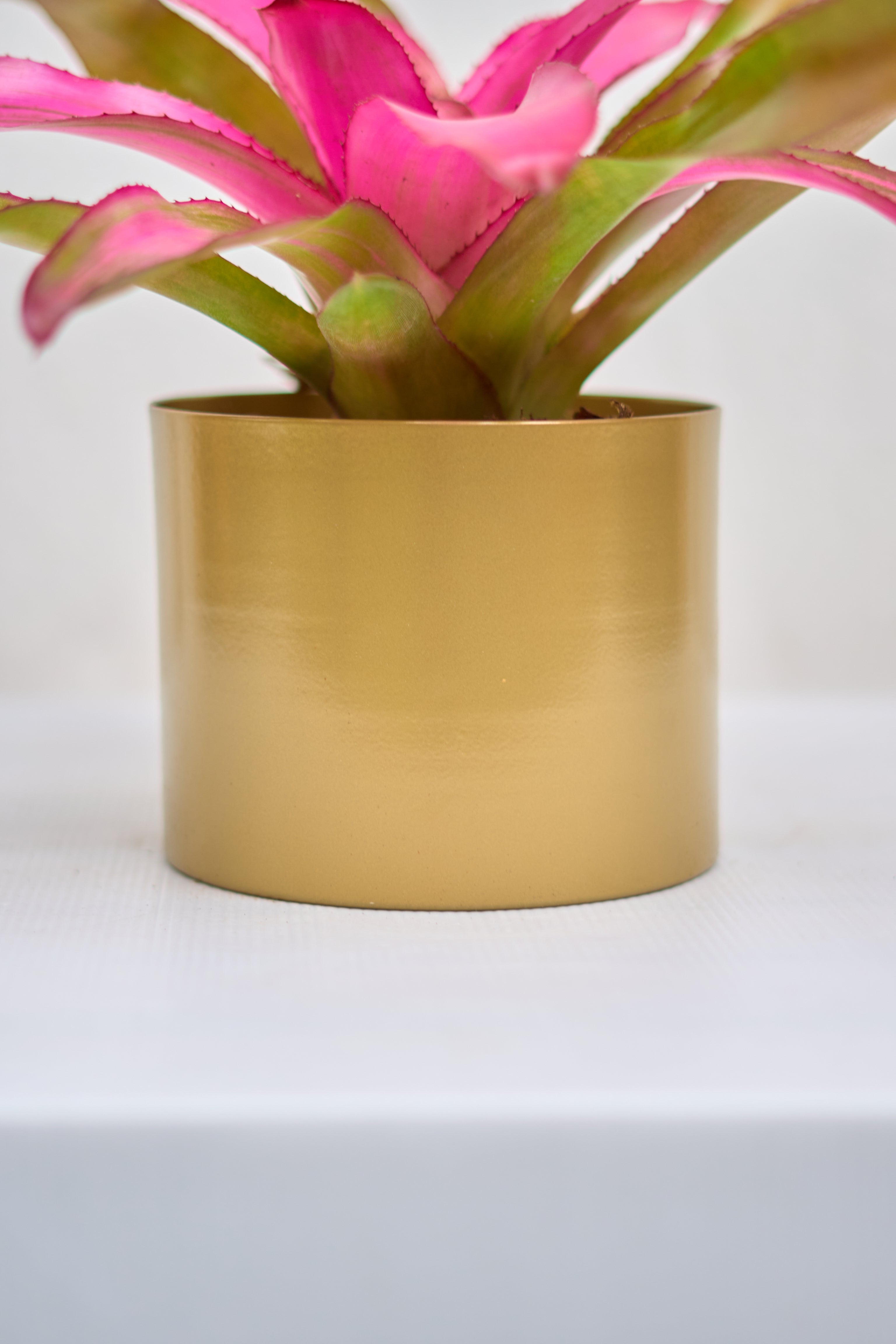 Matero Dorado Mate 5AM 14cms de Diámetro