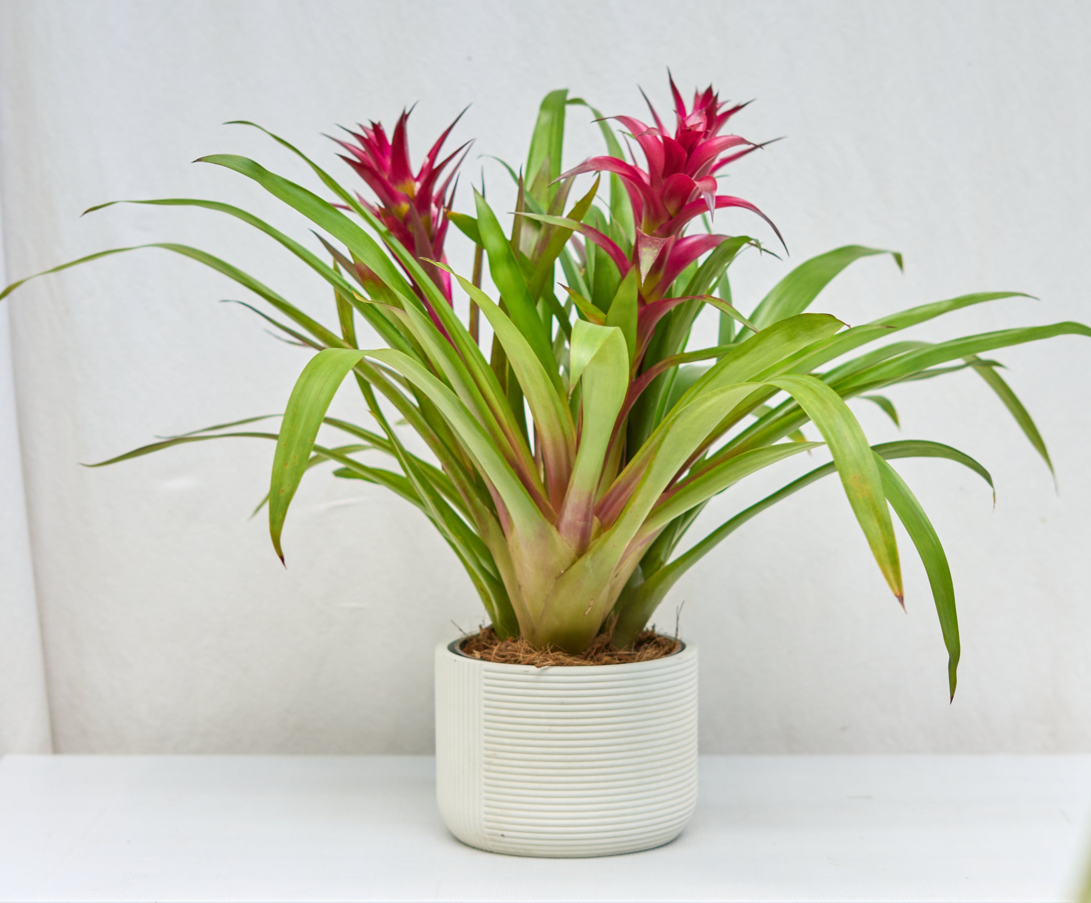 Matero Contemporáneo M