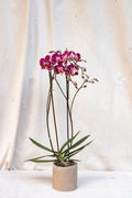 Matero Contemporáneo Orquídea