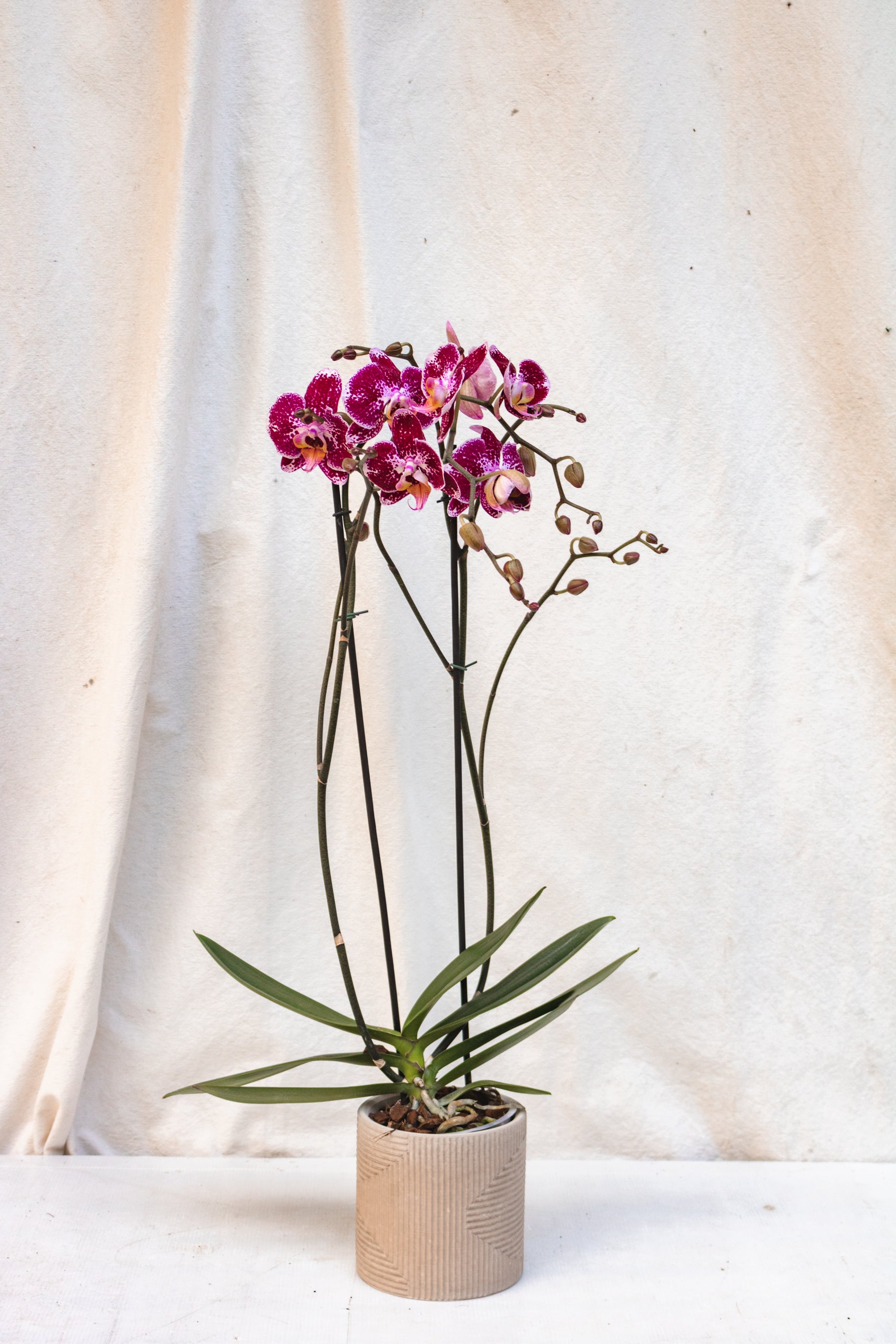 Matero Contemporáneo Orquídea