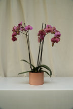 Matero Metálico Rosado 5AM 14cms de Diámetro