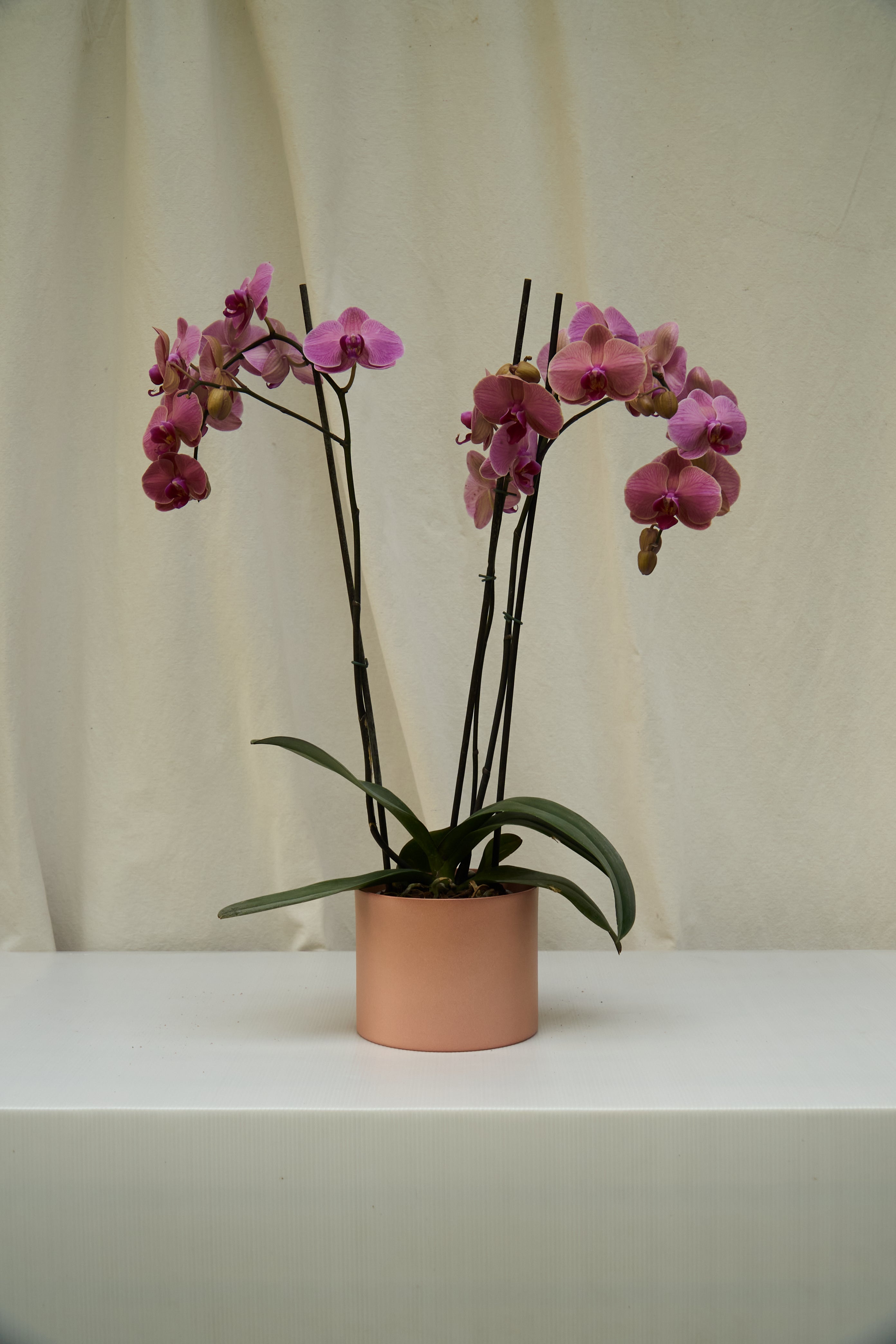 Matero Metálico Rosado 5AM 14cms de Diámetro