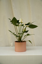 Matero Metálico Rosado 5AM 14cms de Diámetro