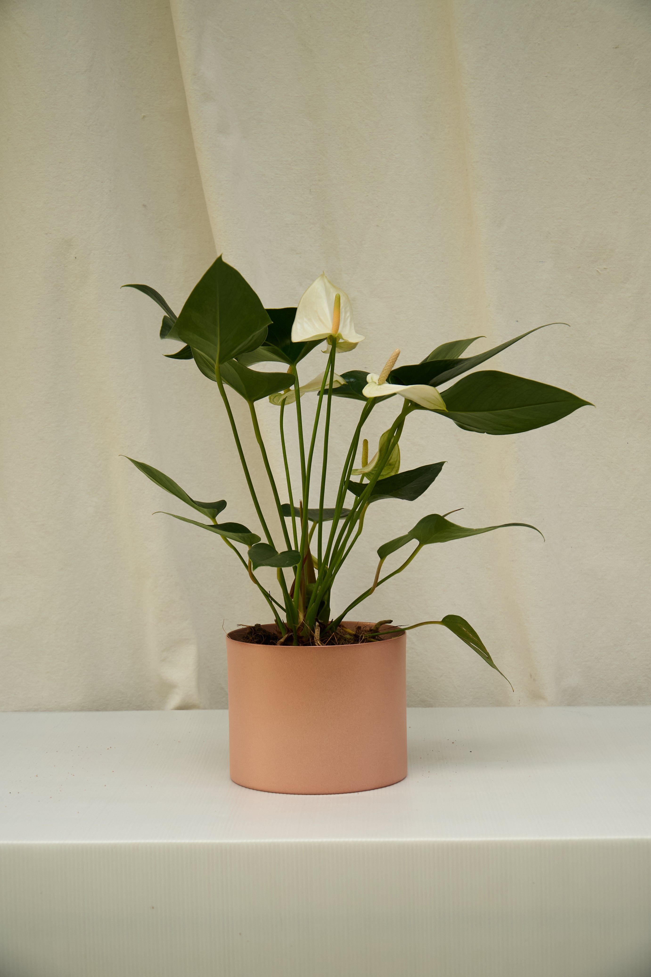 Matero Metálico Rosado 5AM 14cms de Diámetro