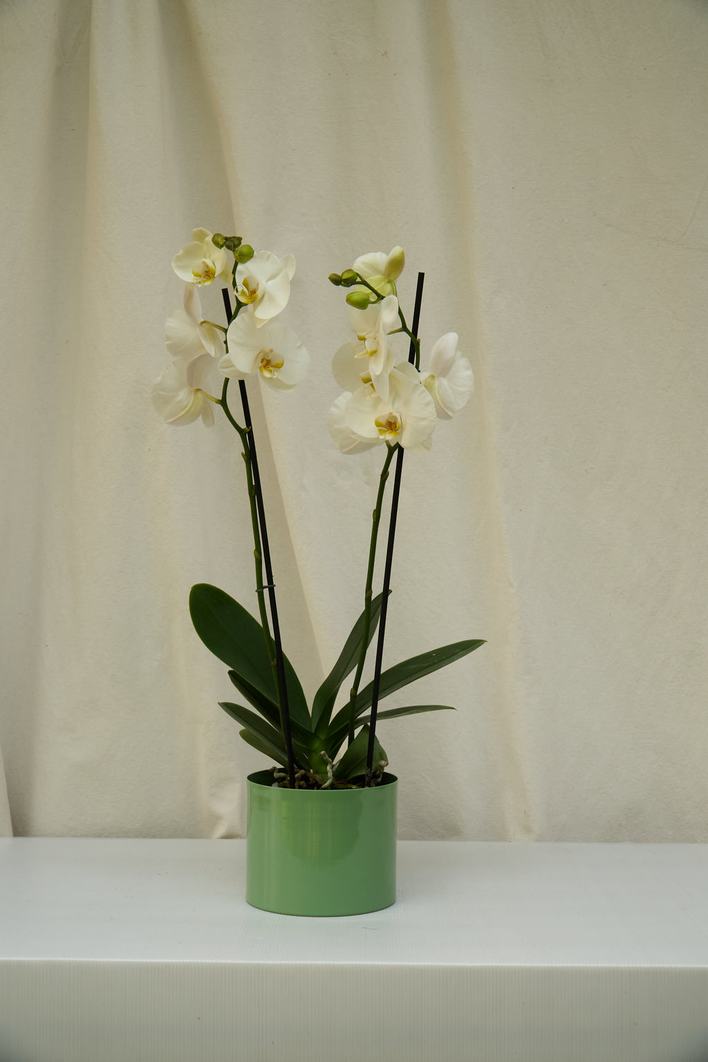 Matero Metálico Verde 5AM 14cms de Diámetro