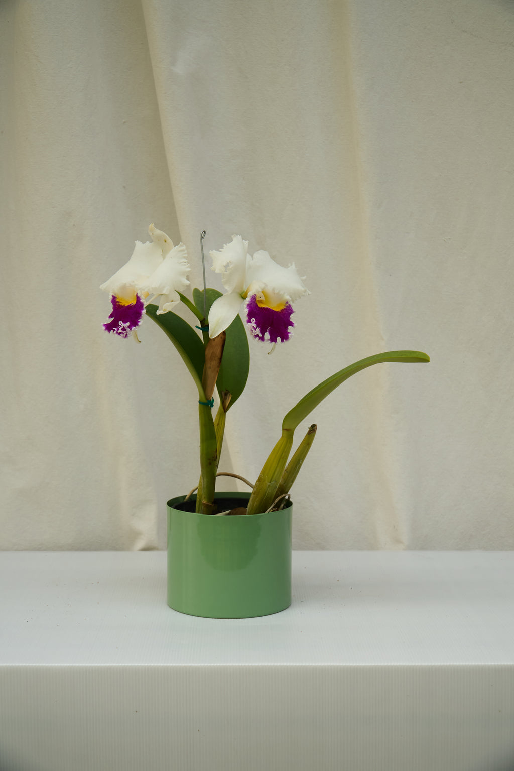 Matero Metálico Verde 5AM 14cms de Diámetro