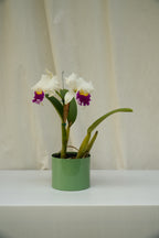 Matero Metálico Verde 5AM 14cms de Diámetro