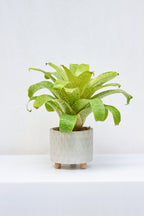 Matero Rombo con Patas 14cm de diámetro