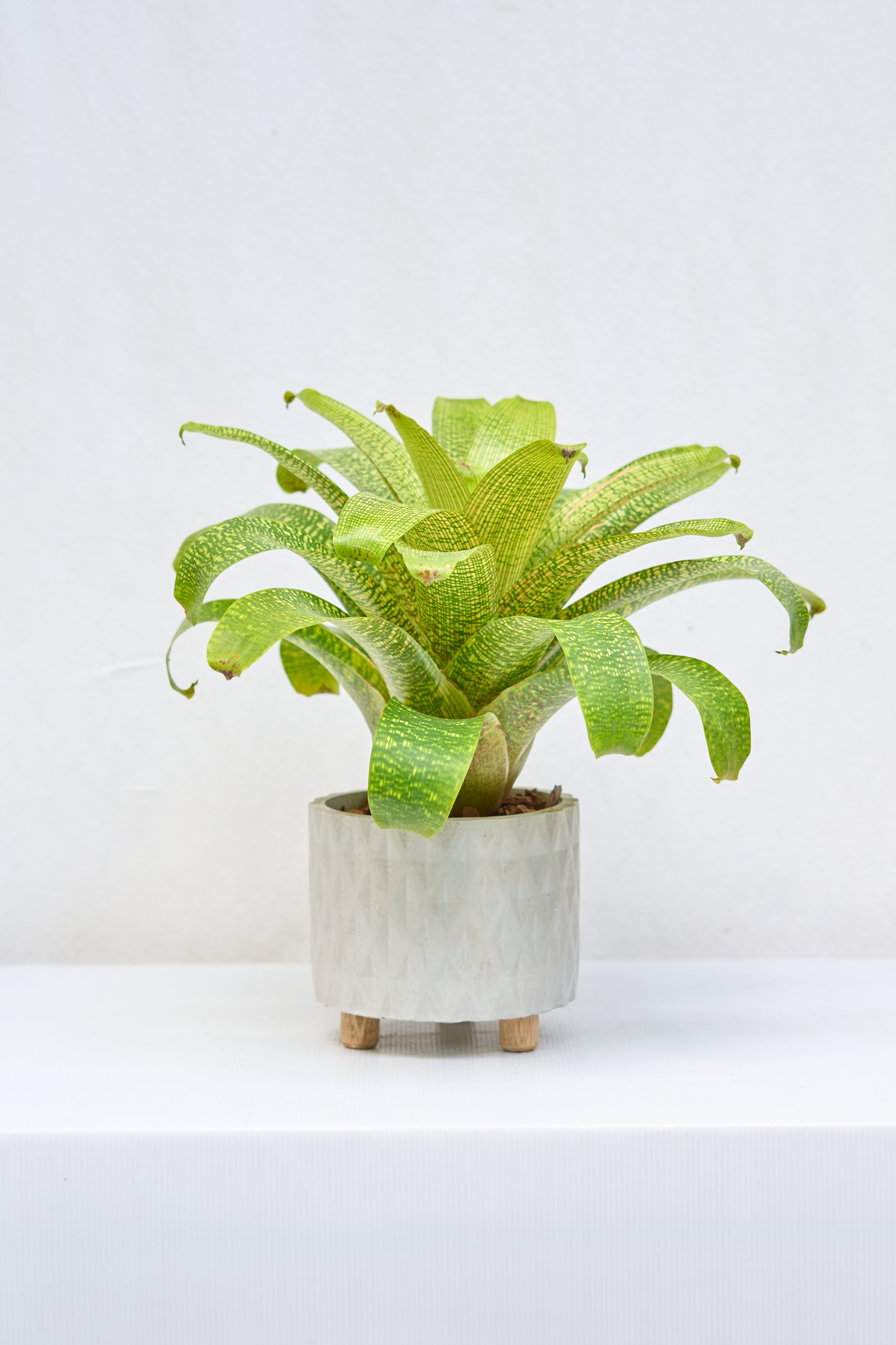 Matero Rombo con Patas 14cm de diámetro