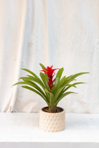 Matero Rombo 14cms de diámetro