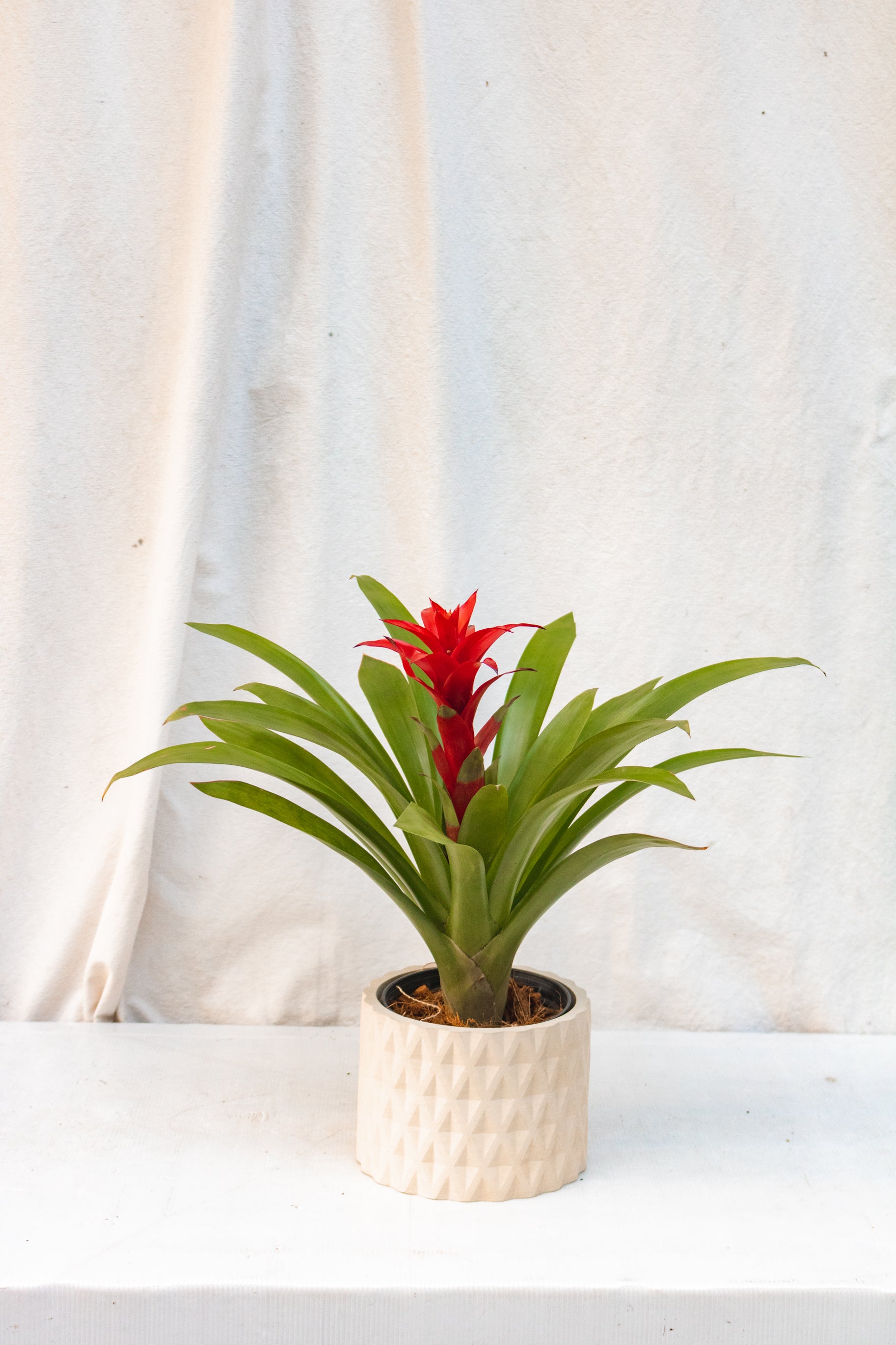 Matero Rombo 14cms de diámetro