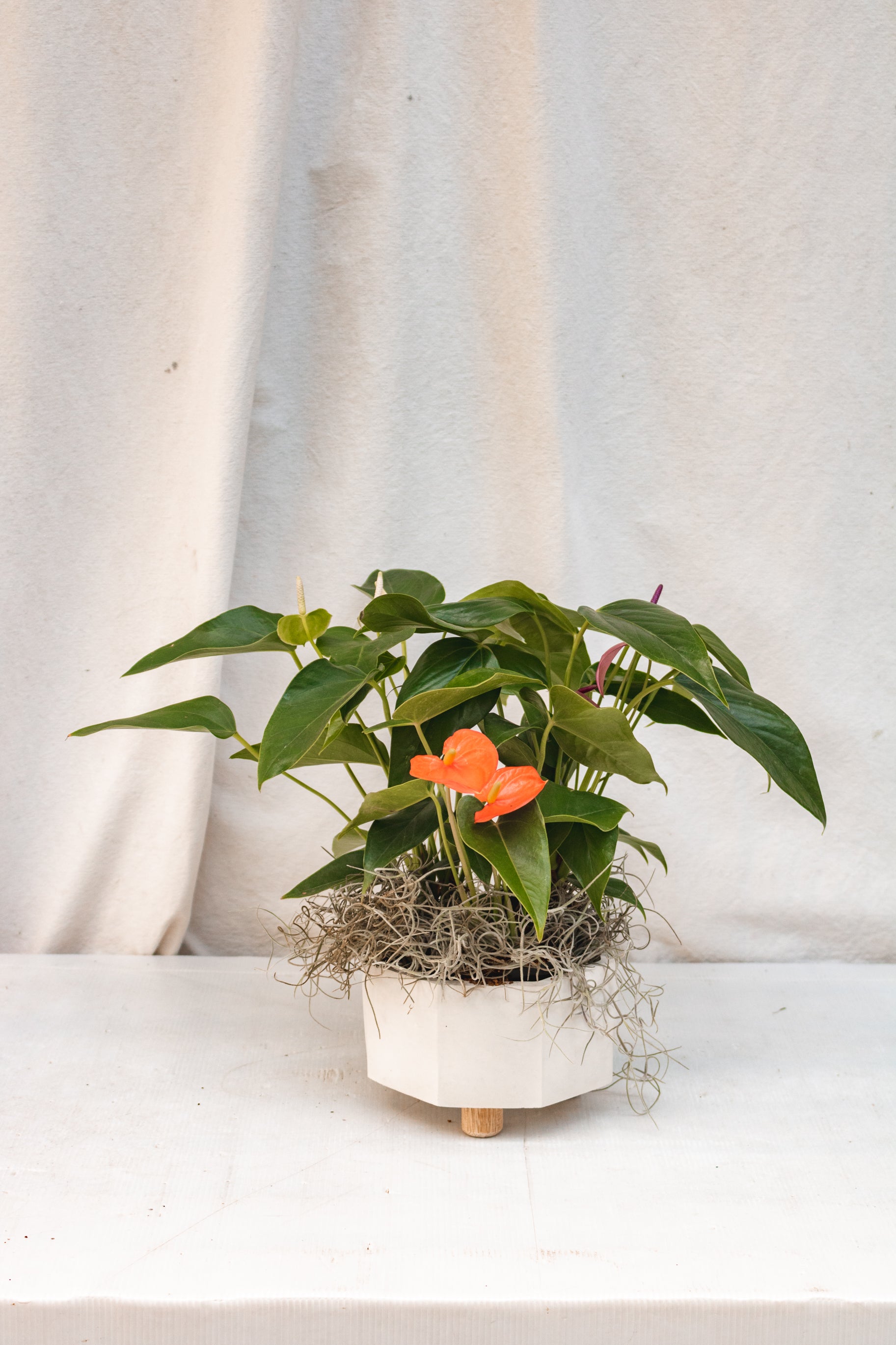 Matero Terrario Octagonal