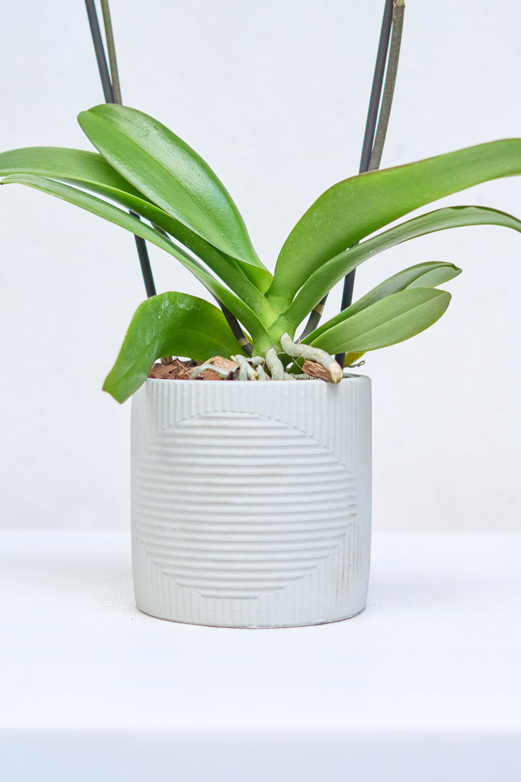 Matero Contemporáneo Orquídea