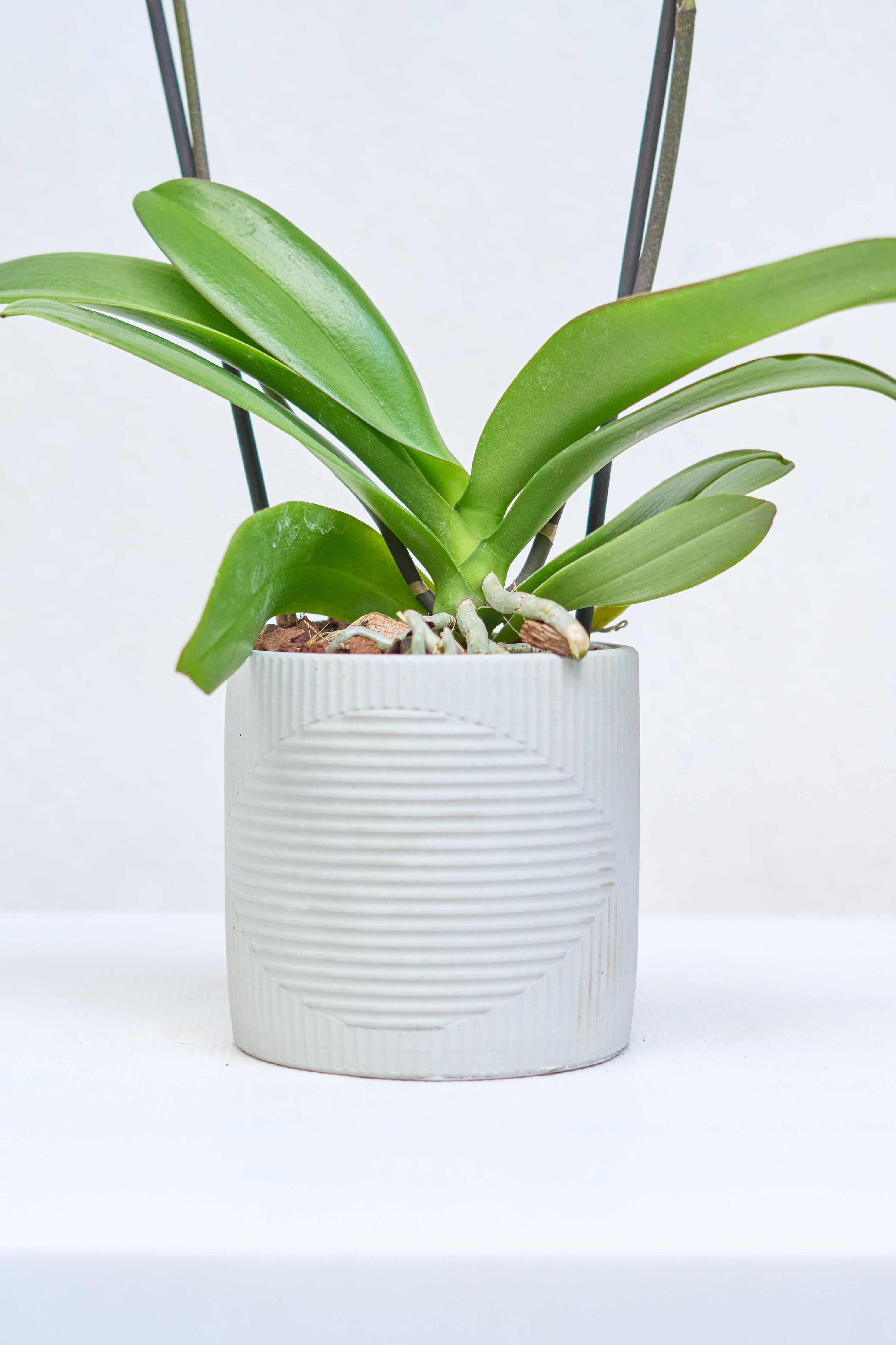 Matero Contemporáneo Orquídea