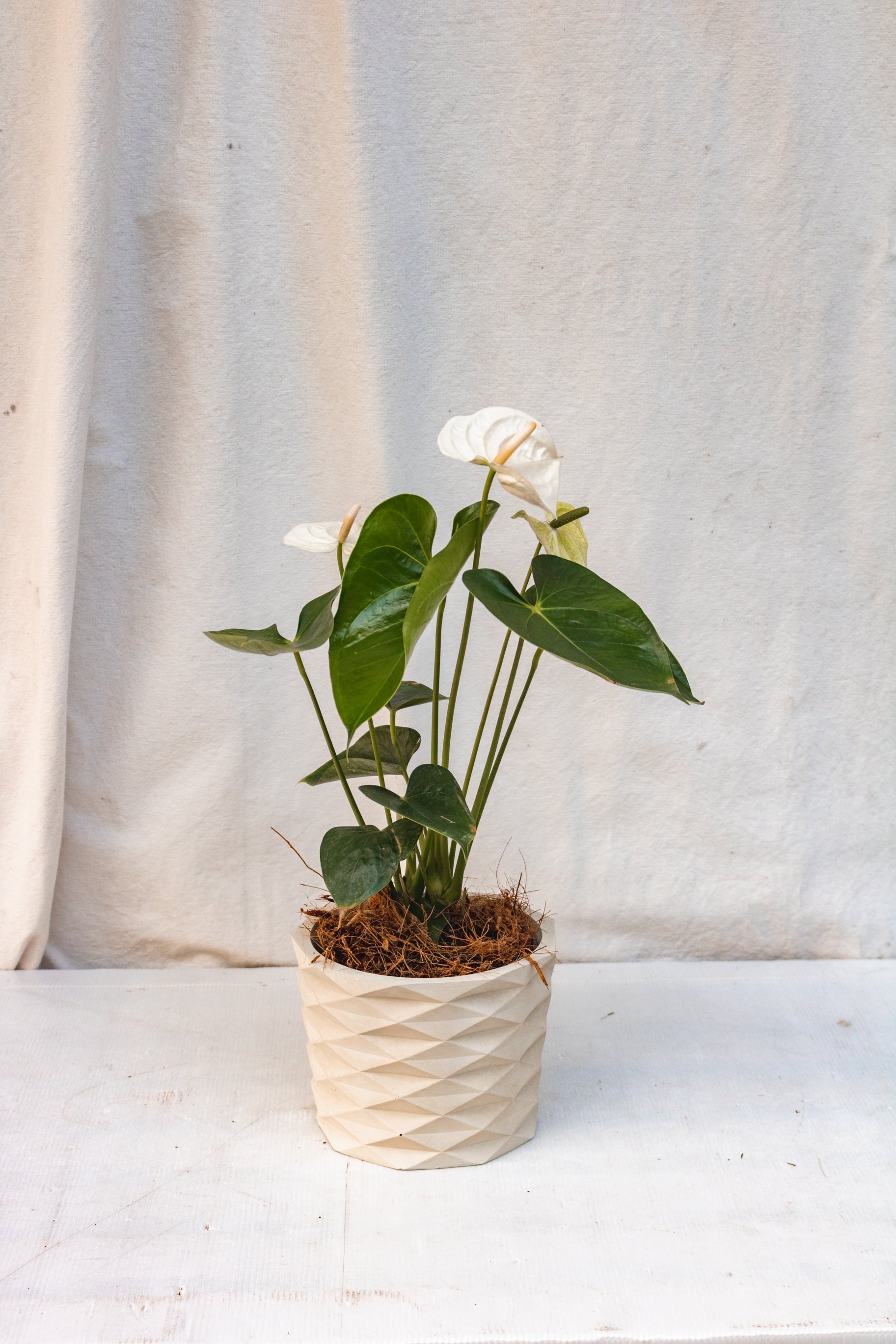 Matero Prisma 14cm de diámetro