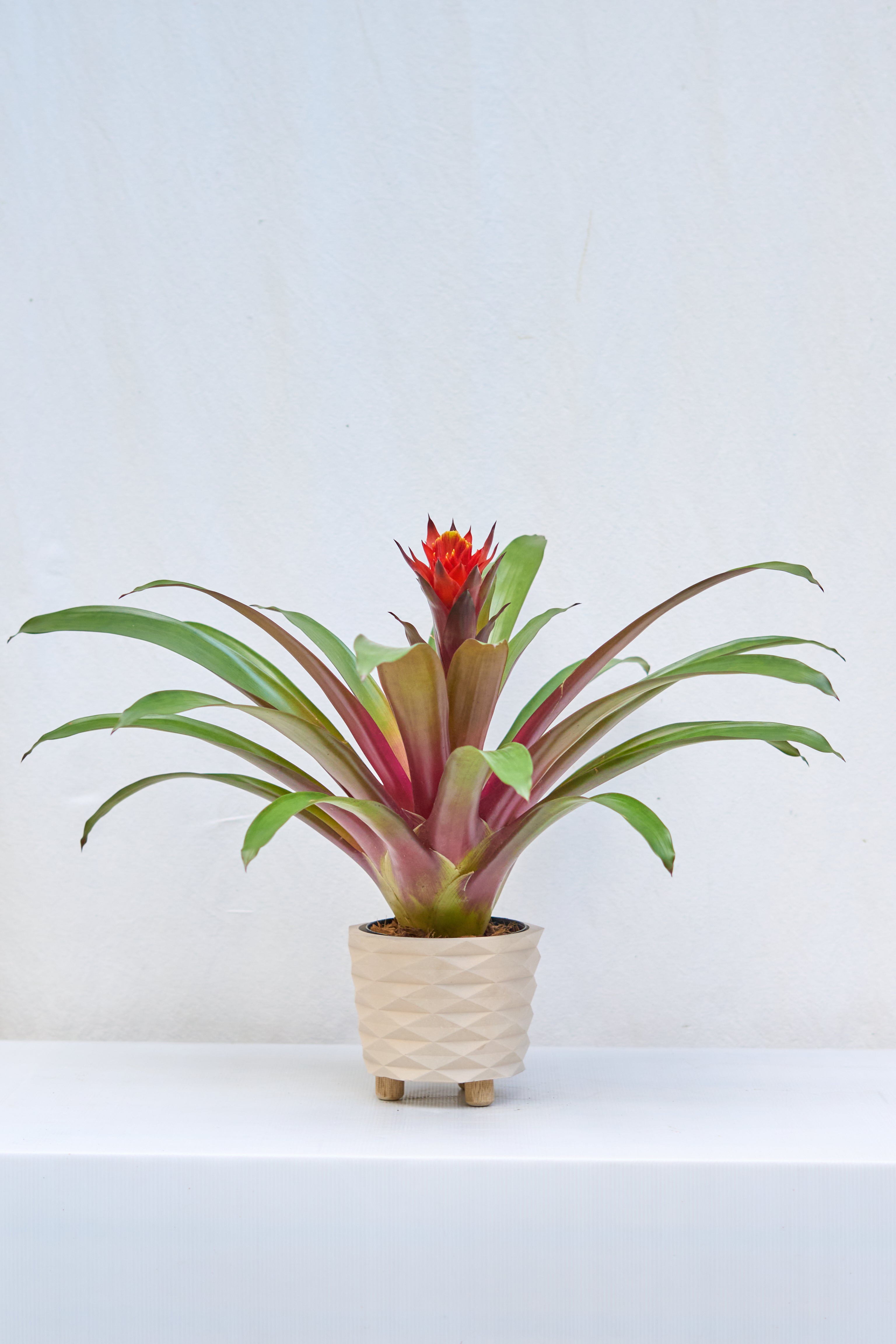 Matero Prisma con Patas 14cm de diámetro