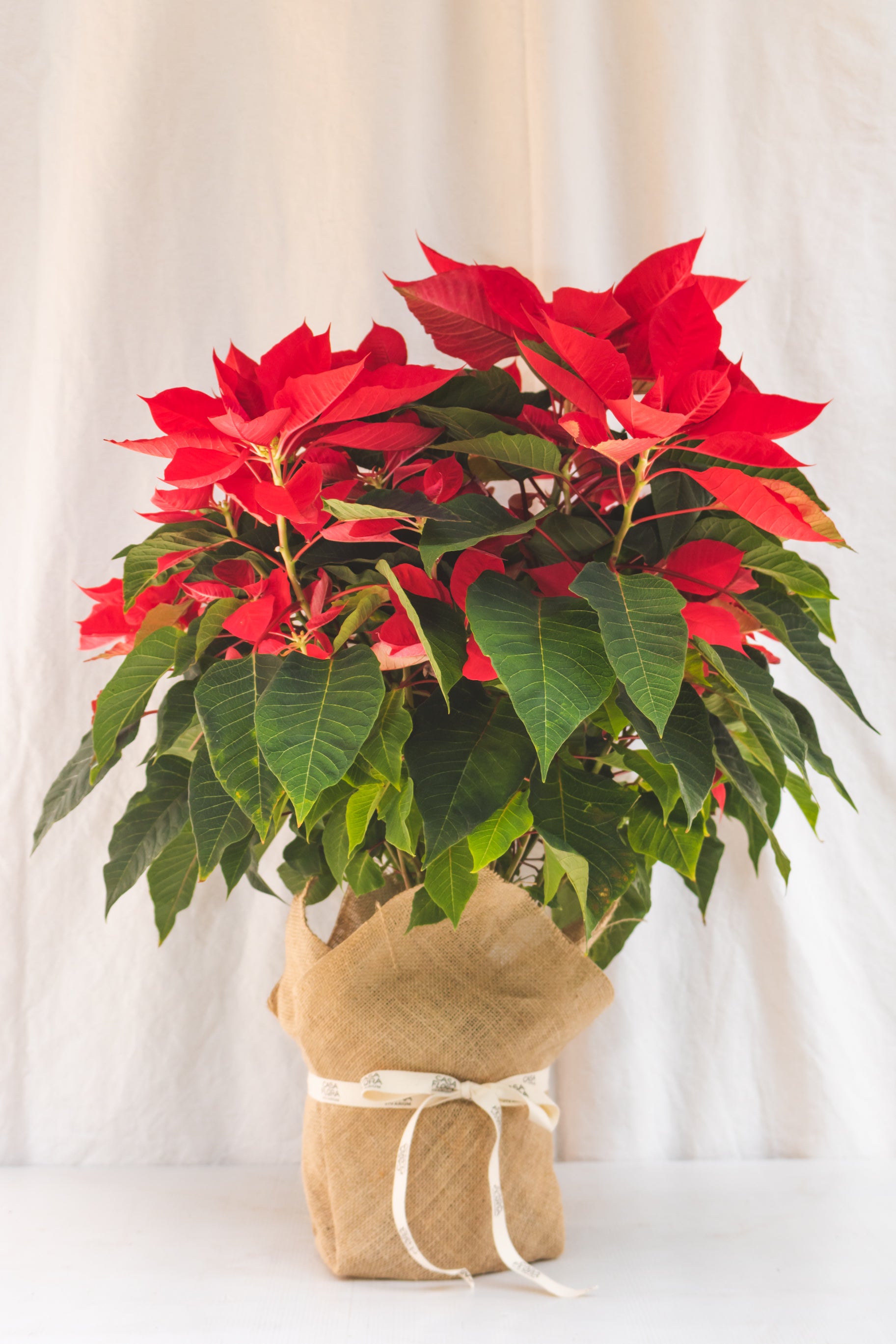 Poinsettia Grande