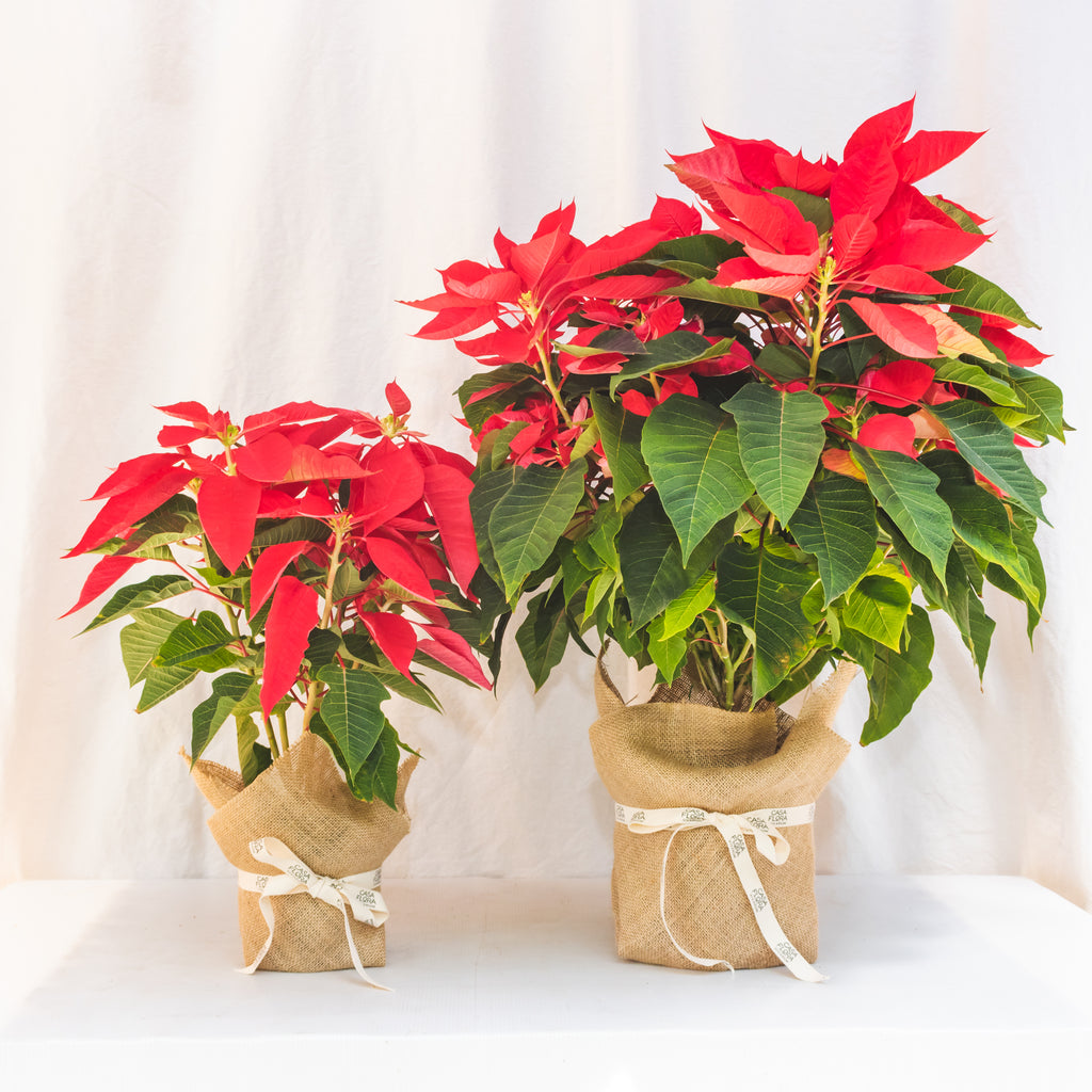 Poinsettia Grande