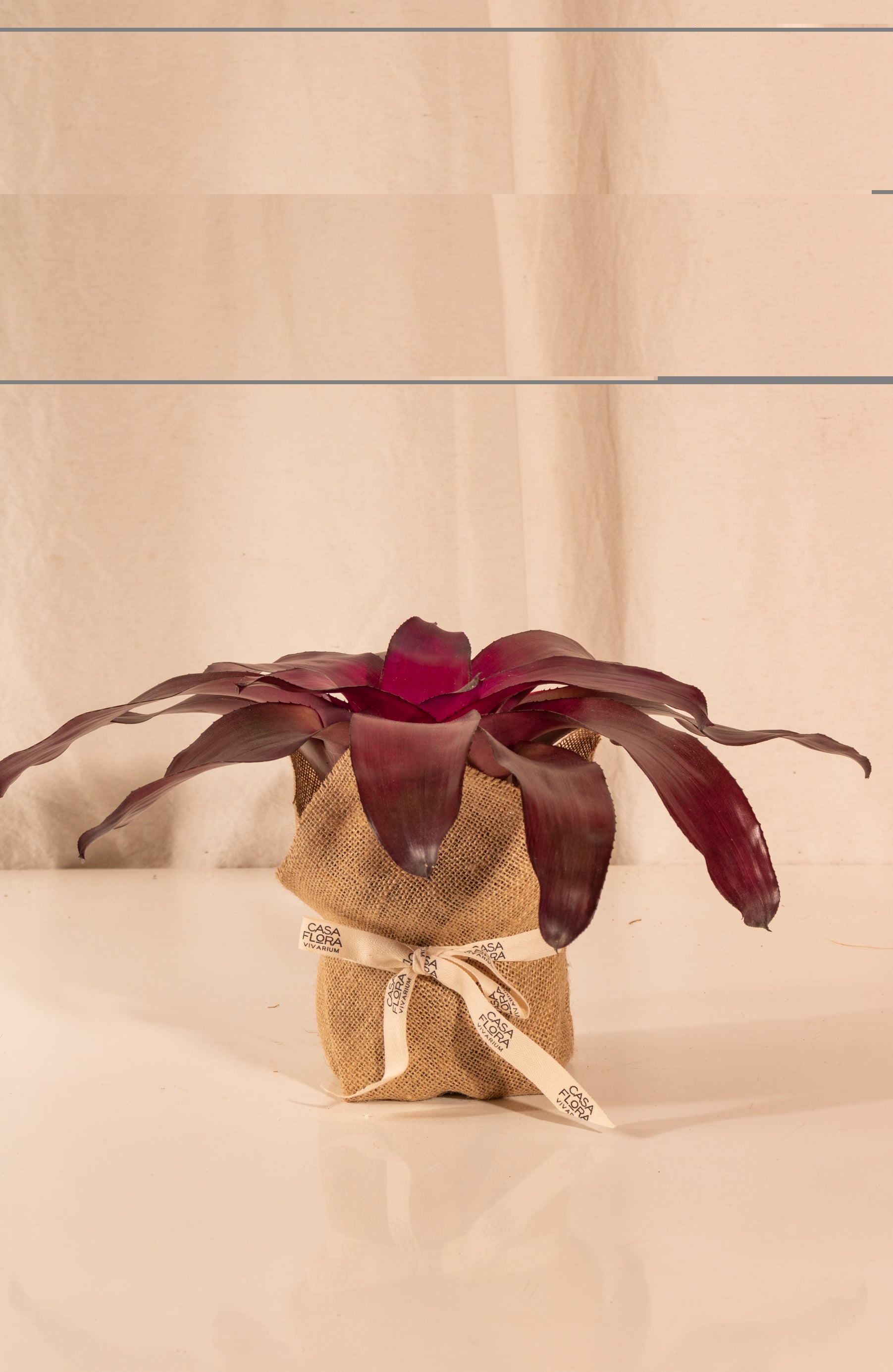 Neoregelia Voodoo Doll