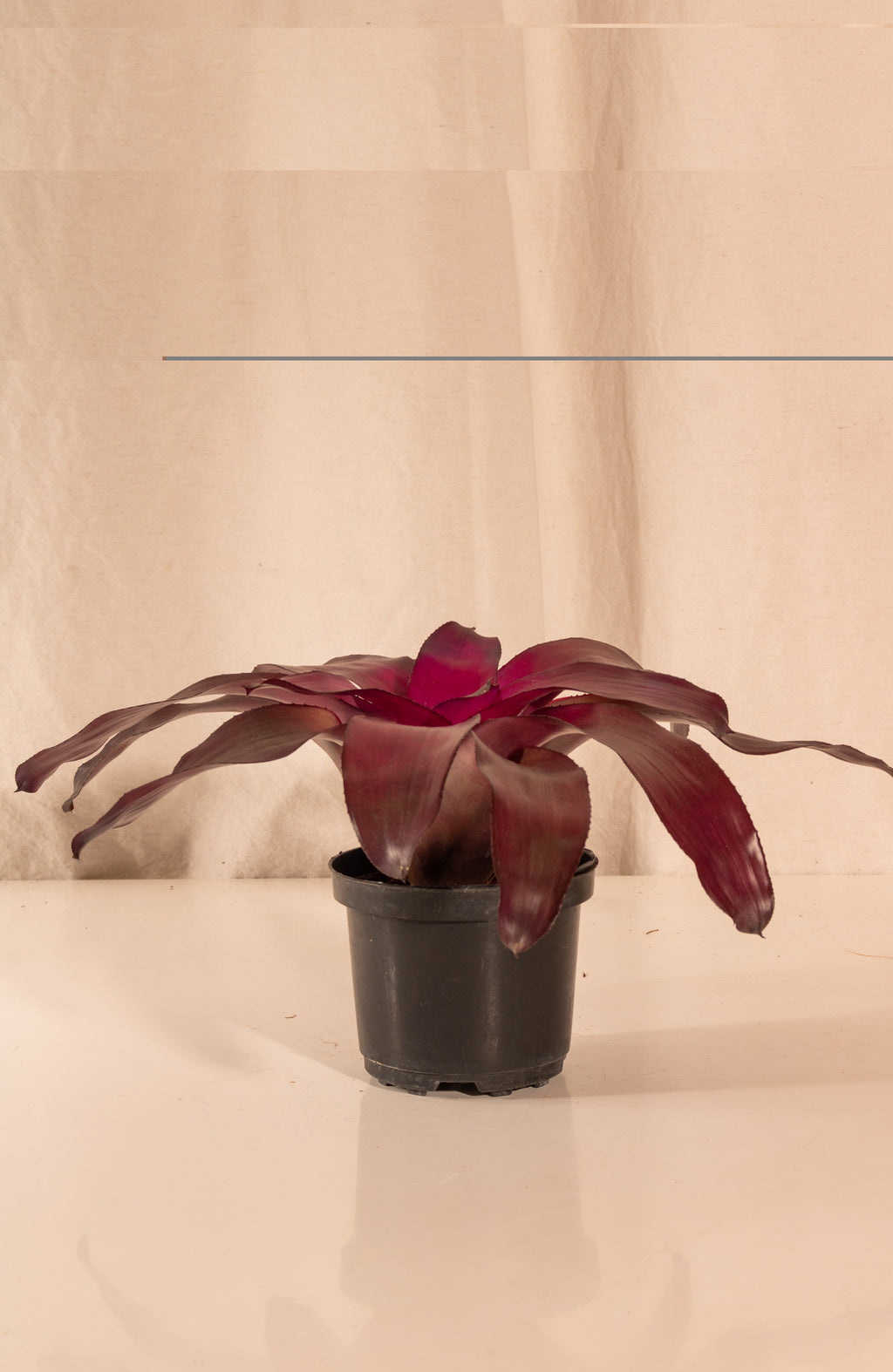 Neoregelia Voodoo Doll