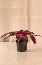 Neoregelia Voodoo Doll