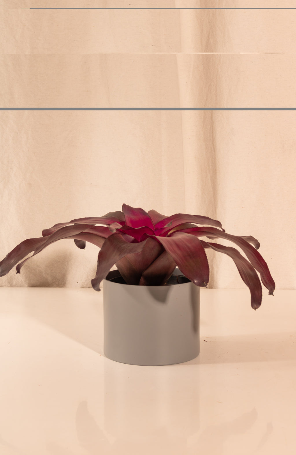 Neoregelia Voodoo Doll