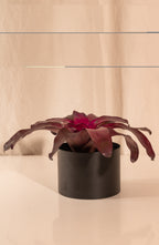 Neoregelia Voodoo Doll